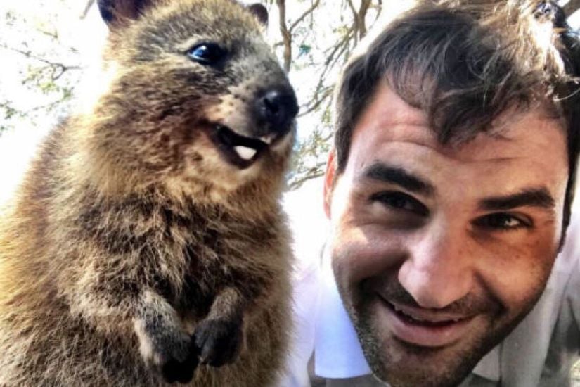 Quokkalar popüler insanların ilgisini de çekmektedir. Onlardan biri de İsviçreli tenisçi Roger Federer'dir.