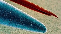 Aşı İğnesi ve Arı İğnesi