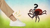 Breakthrough discovery offers new era in spring tick defence