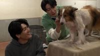 SixTONES森本慎太郎、相葉雅紀の保護犬トリミングに初参戦！　今夜の『嗚呼!!みんなの動物園』