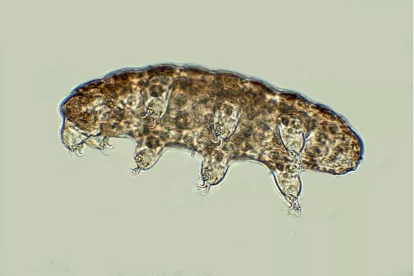 mikroskopta tardigrad.
