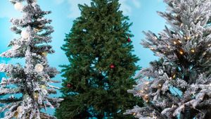 Discover Local Christmas Tree Options For 2024