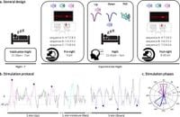 Unraveling the neurophysiological correlates of phase-specific enhancement of motor memory consolidation via slow-wave closed-loop targeted memory reactivation - Nature Communications