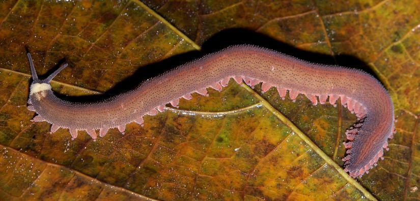 Oroperipatus cinsi bir Onychophora (Pençe Taşıyıcılar) üyesi.