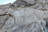 Thousands of dinosaur footprints found near Winter Olympics venue in Italy