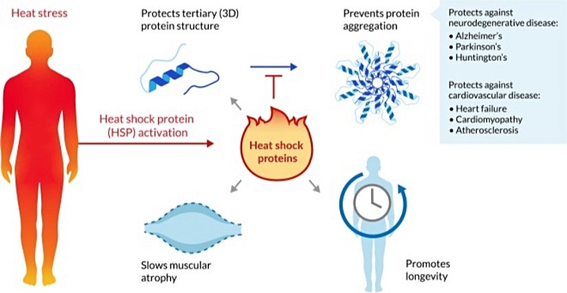 Heat Shock Protein - an overview | ScienceDirect Topics