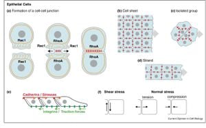 Research Reveals How Intercellular Adhesion Enhances Cell Migration