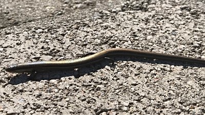 İnce kertenkele (Ablepharus kitaibelii)