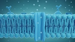 Hücre Zarı Nedir? Akışkan Mozaik Zar Modeli Ne Demektir?