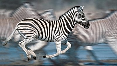 Zebralar ve Evrim: Zebralar Neden Çizgilidir? Zebralar ve Desenleri Nasıl Evrimleşti?