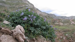 Bugün Patates Yiyebilmenizi Domateslere Borçlu Olabilirsiniz!