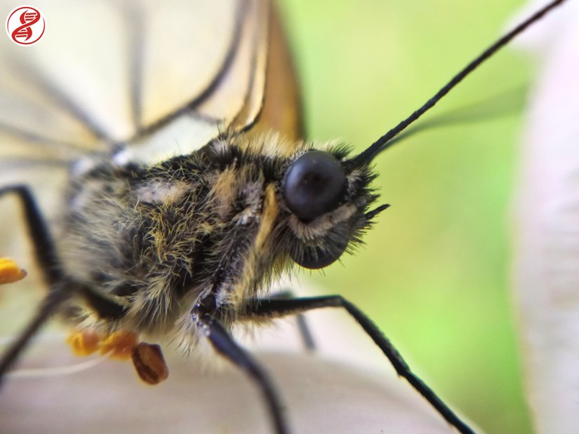 Yetişkin birey, Kırklareli.