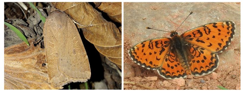 The lesser yellow underwing (Noctua comes) ve Güzel İparhan (Melitaea trivia)