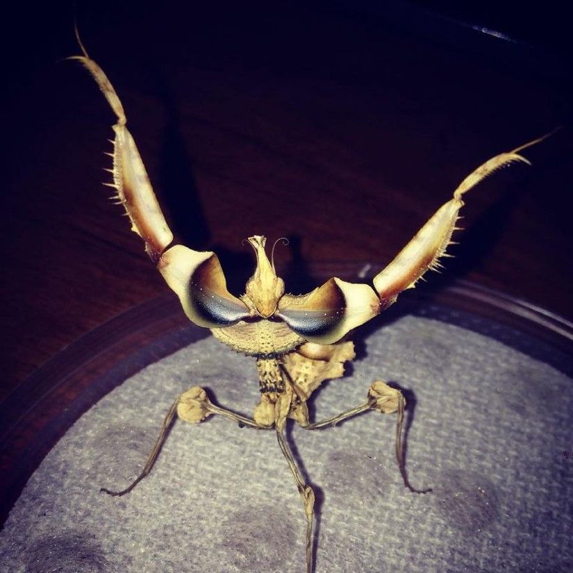 Bu gördüğünüz, Idolomantis diabolica türü bir mantis (peygamber devesi). Halk arasında &quot;Şeytan Çiçeği Mantisi&quot; olarak da biliniyor. Bu hayvanlar, evrimsel süreçte bitkileri taklit edecek şekilde özelleşmiştir. Ancak türü ilginç kılan, bunu yapabilen mantisler arasında en irisi olmasıdır. Dişileri 13 santimetreye kadar, erkekleri 10 santimetreye kadar uzayabilir. Etiyopya, Kenya, Malavi, Somali, Tanzanya ve Uganda'da yaşar. Tehdit edildiği zaman fotoğrafta görüldüğü gibi vücudunu irileştirerek kollarının altındaki siyah, kırmızı, mavi ya da mor olabilen renkleri tehdit unsuruna göstererek onu caydırmaya çalışır.