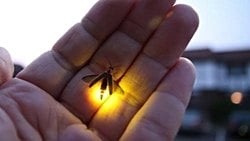 LAMPYRİS NOCTİLUCA