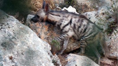 Çizgili sırtlan (Hyaena hyaena)