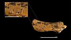 850.000 Yıllık Boyun Kemiği, Antik İnsan Akrabalarının Küçük Çocukları Yamyamlaştırdığını Ortaya Koydu.
