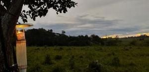 Amazon Deforestation Fuels Malaria Surge As COP30 Nears