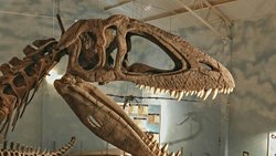 Wannanosaurus Homalocephale cinsleri Pachycephalosauridae ailesinin genç üyelerimi