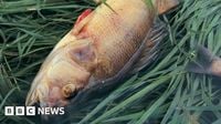 Environment Agency failed to visit serious pollution incidents, leaked files show - BBC News