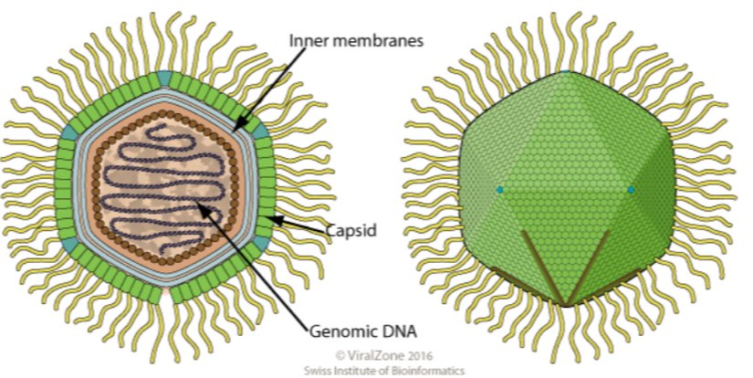 Mimivirus cinsine ait bir virionun şematik çizimi (kesit ve yan görünüm), filamanlar ("saçlar") ve yıldız kapısı ("stargate") (aşağıdan) şeklinde gösteriliyor.