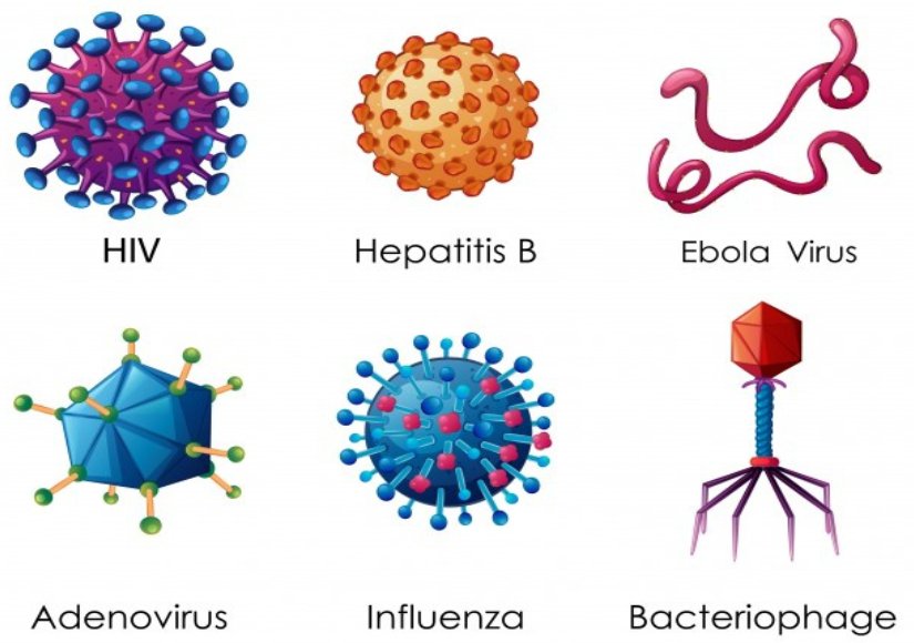 Çeşitli virüs morfolojileri.
