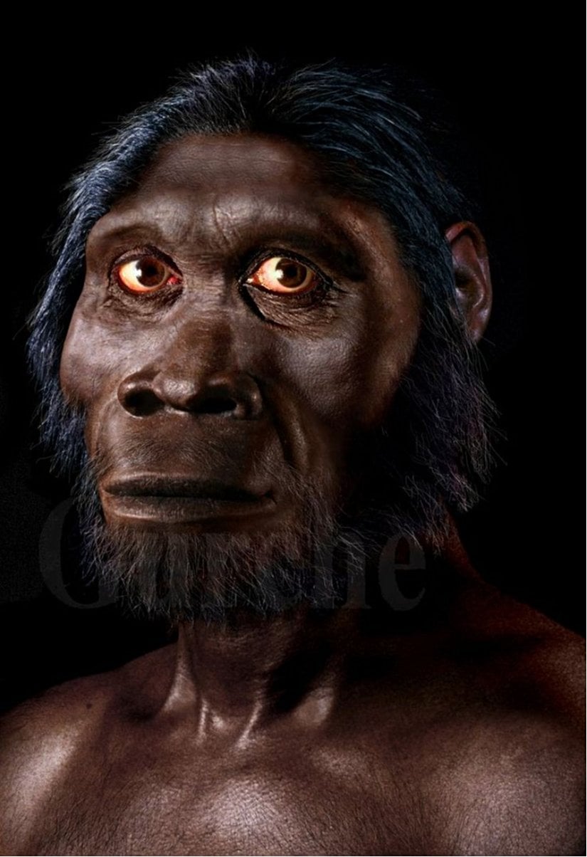 Homo Habilis