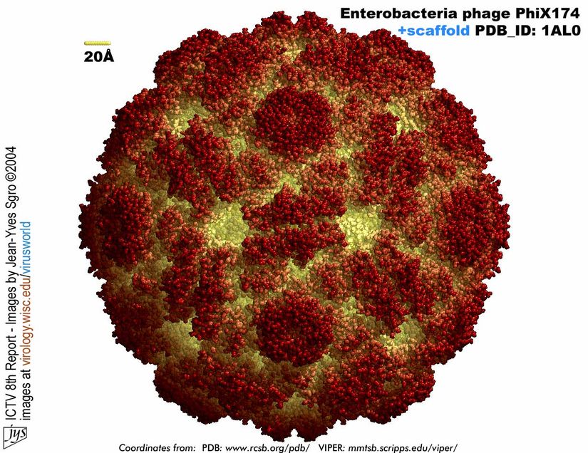 Phage Φ-X174