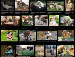 Bazı hayvan türleri arasındaki dostluğun sebebi nedir?