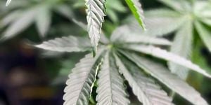 Trump Moves To Reclassify Marijuana Nationwide