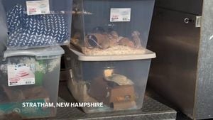 New Hampshire Shelter Faces Crisis With Huge Mouse Surrender