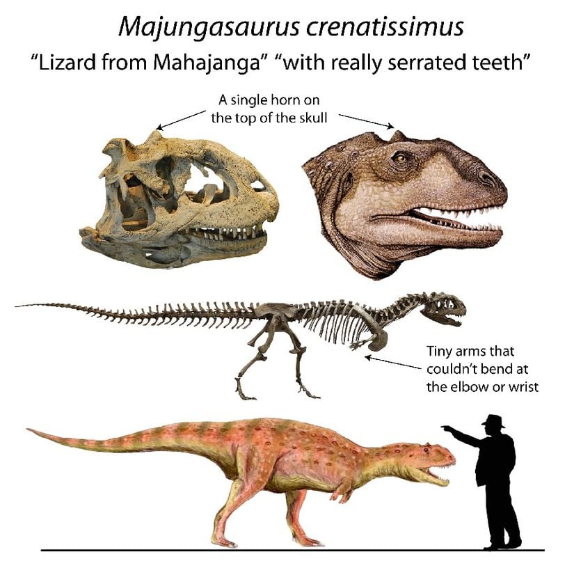 Majungasaurus Modellemesi ve İnsan ile Kıyaslaması