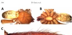 Müze koleksiyonu sayesinde *Ischnocolus* cinsi tarantula Türkiye'den ilk kez kayda geçti!