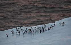 Penguenler ve Balıkçı Gemileri Kriller İçin Doğrudan Rekabete Giriyor!