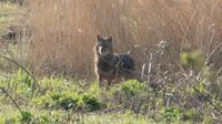 Insolite. Un chacal doré observé près du Havre : « On a mitraillé tout de suite, sans réglages »