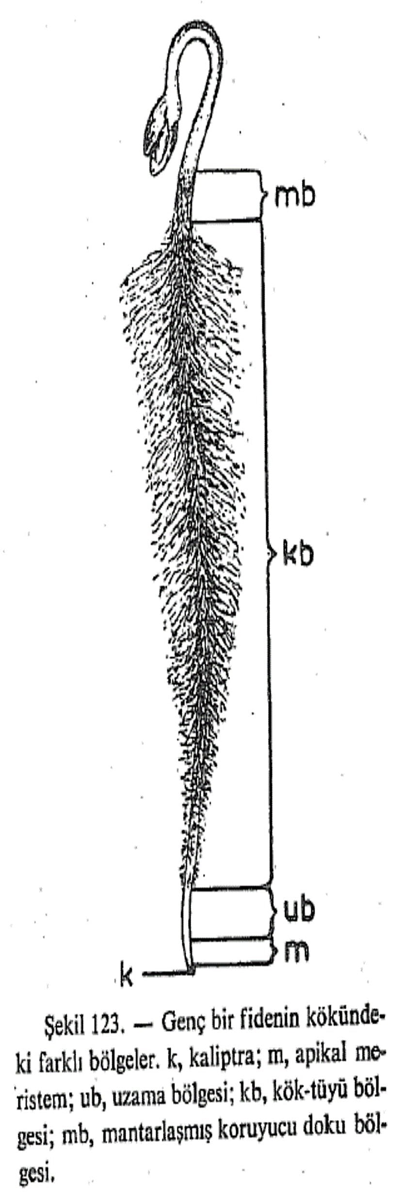 Genç bir bitkiye ait kökte farklı bölgeler.
