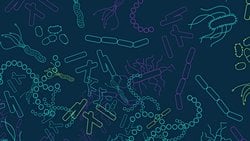 Anksiyeteyi Kalın Bağırsak Bakterileri Etkiliyor Olabilir!