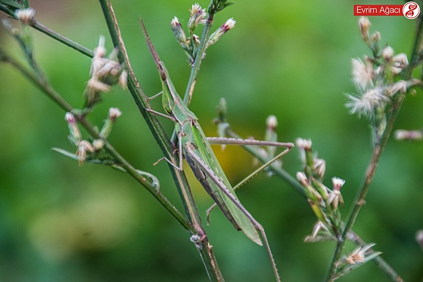 Sıra dışı görüntüsü oldukça dikkat çekicidir.