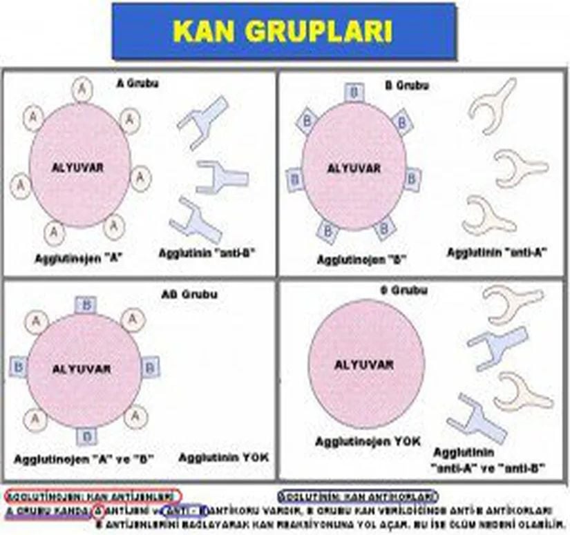 Kan Grupları