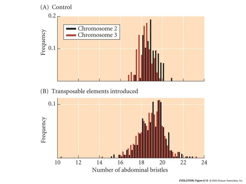 Mutasyonların çeşitliliğe etkisi...