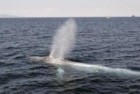 Why have blue whales stopped singing? The mystery worrying scientists