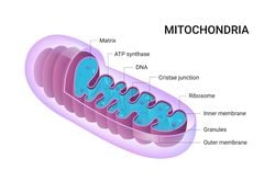 Mitokondriyal DNA: Enerjinizin Kaynağı Annenizin Genlerinde Saklı.