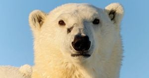 Heroic Husband Jumps On Polar Bear To Save Wife