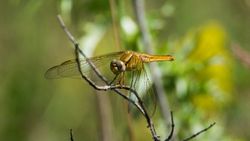 Kızıl yusufçuk (Crocothemis erythraea)