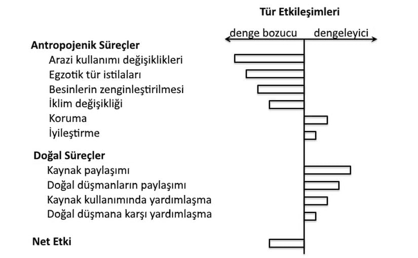 Görsel 5. Antropojenik ve doğal süreçlerin dengeleyici tür etkileşimleri üzerindeki varsayımsal etkileri. Bu etkilerin gerçek boyutu ve yönünü belirlemek için yeni çalışmalar düzenlenebilir.