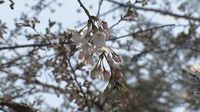 “サクラの開花”ピンク色の春を満喫…一方で2日連続「黄砂」を観測 洗車のためガソリンスタンドに普段以上の客足 名古屋|au Webポータル