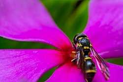 Arı zehrinin kanser üzerinde etkisi olduğu doğru mu?