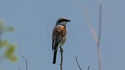 Kızıl sırtlı örümcek kuşu (Lanius collurio)