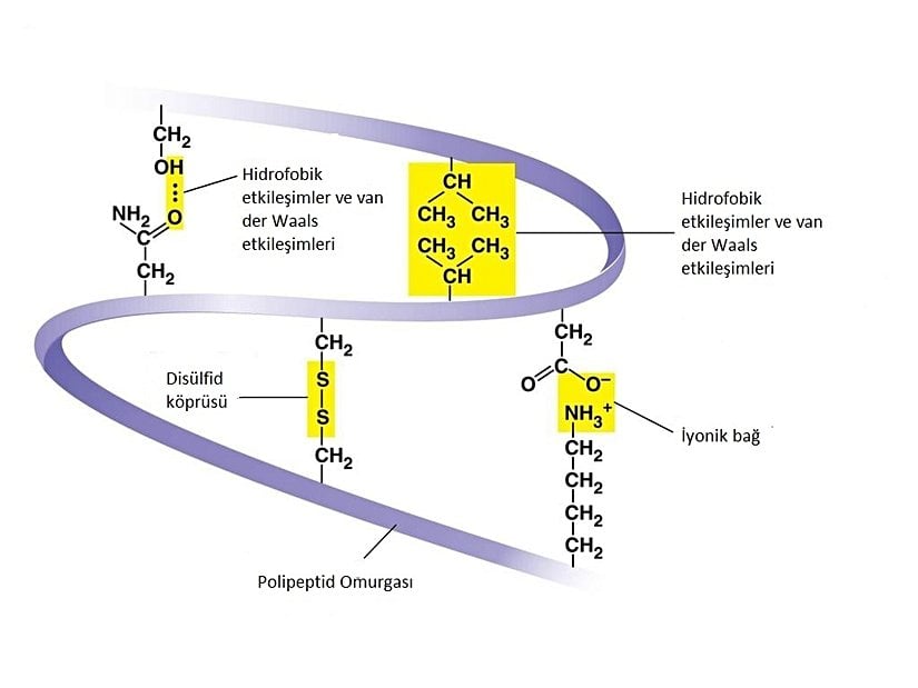 Bu farklı etkileşimlerin tümü proteinin üçüncül yapısına katkı sağlar.