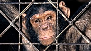 Şempanzeler Yasal Olarak 